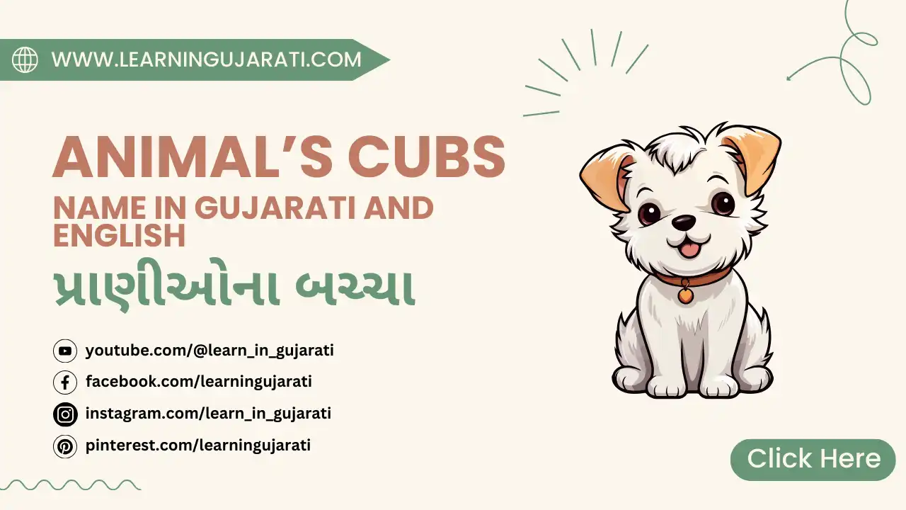 animals cubs name in gujarati