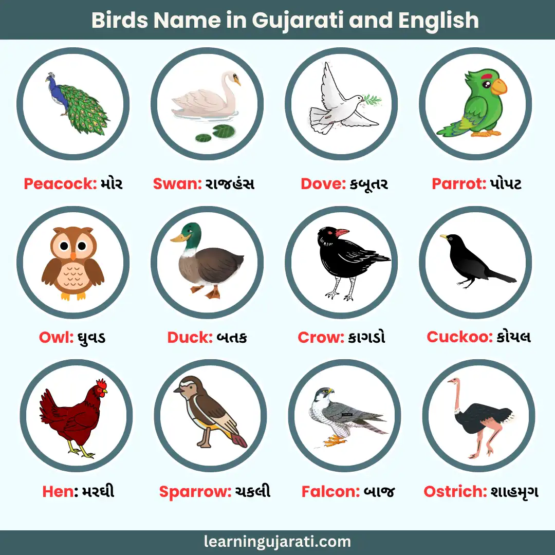 birds name in gujarati and english