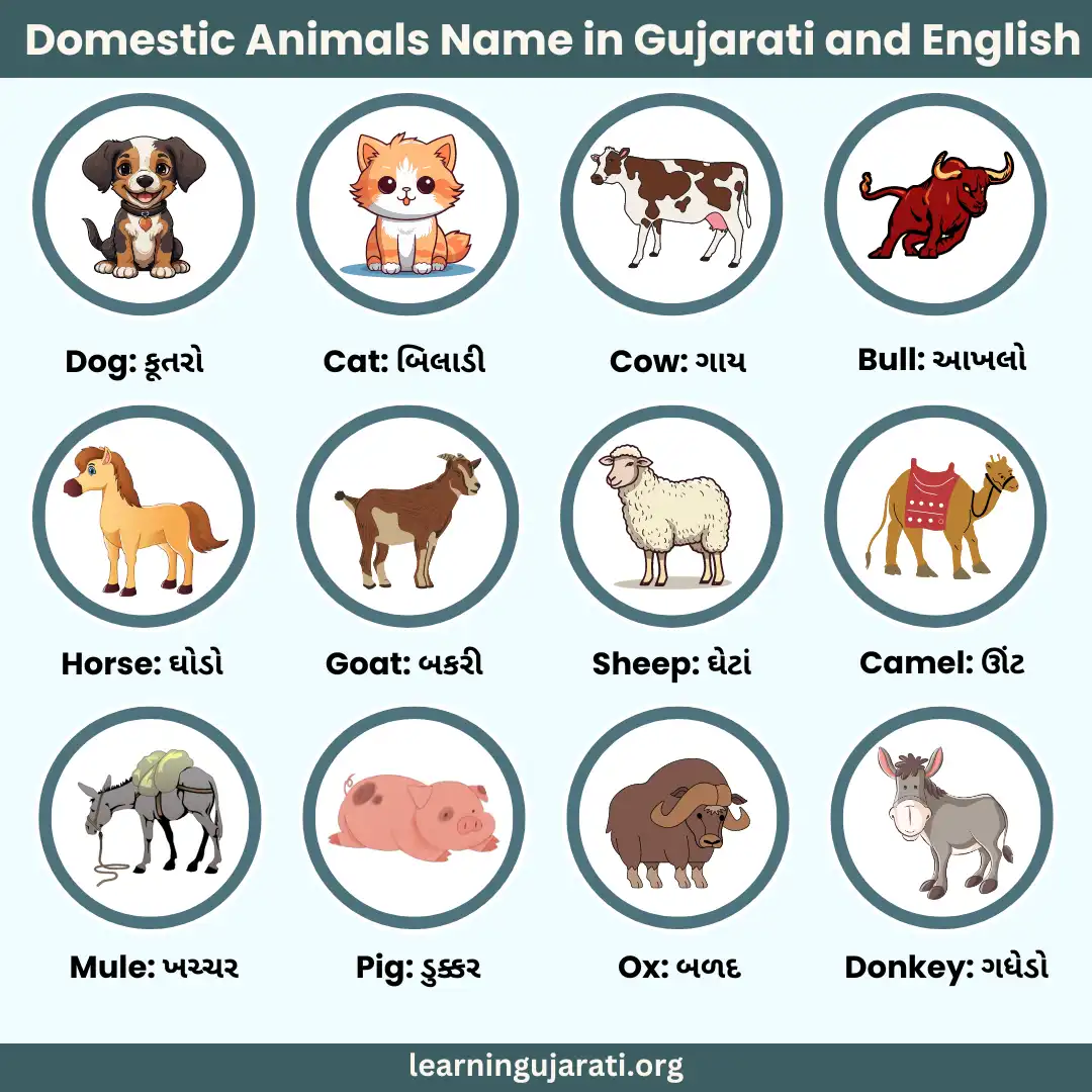 domestic animals name in gujarati and english