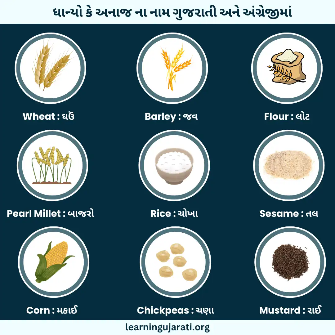 grains name in gujarati and english with pictures