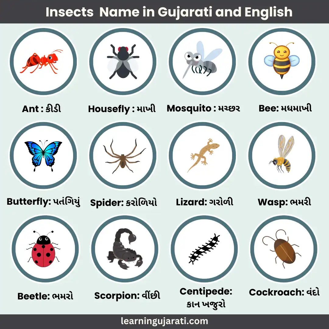 insects name in gujarati and english with photos